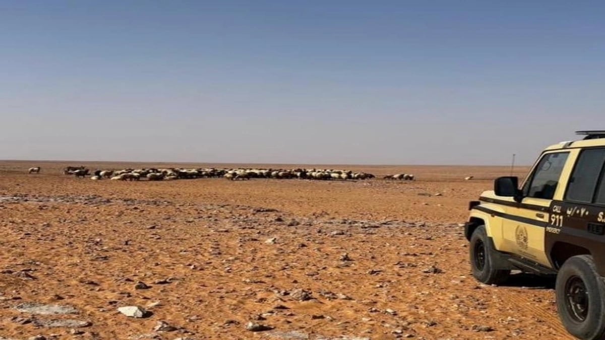 ضبط مواطن لارتكابه مخالفة رعي في محمية الملك عبدالعزيز الملكية