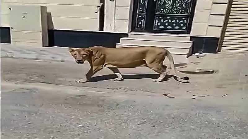 بالفيديو والصور .. السيطرة على أسد طليق في الخبر