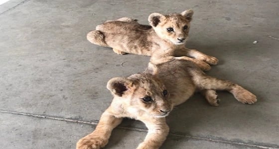 " الجمارك " تنقذ شبلين صغيرين في أحد المنافذ البرية