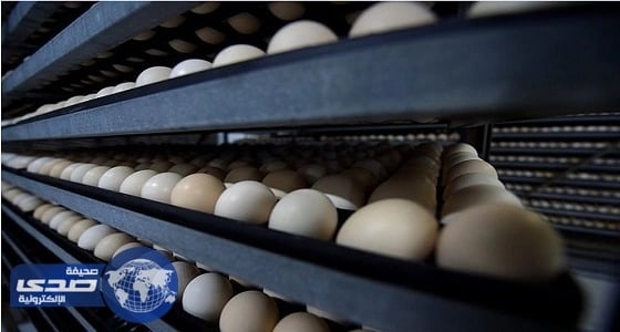 البيئة تحظر استيراد الطيور الحية وبيض التفقيس والصيصان من نيبال