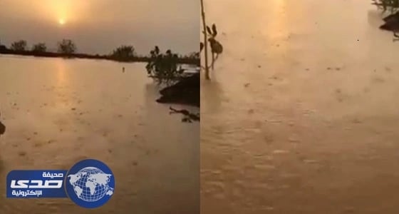 ⁠⁠⁠⁠⁠بالفيديو.. سقوط أمطار صيفية وسط موجة شديدة الحرارة