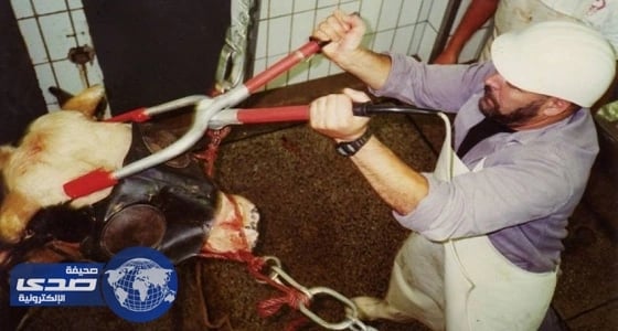 صعق الحيوانات قبل ذبحها أكثر آدمية في بلجيكا