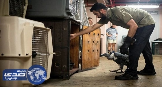 بالصور.. استعدادات مكثفة داخل حديقة حيوان ميامي لمواجهة إعصار إرما