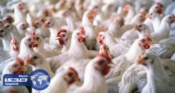 حظر استيراد لحوم الدواجن من ولاية كيلانتان الماليزية