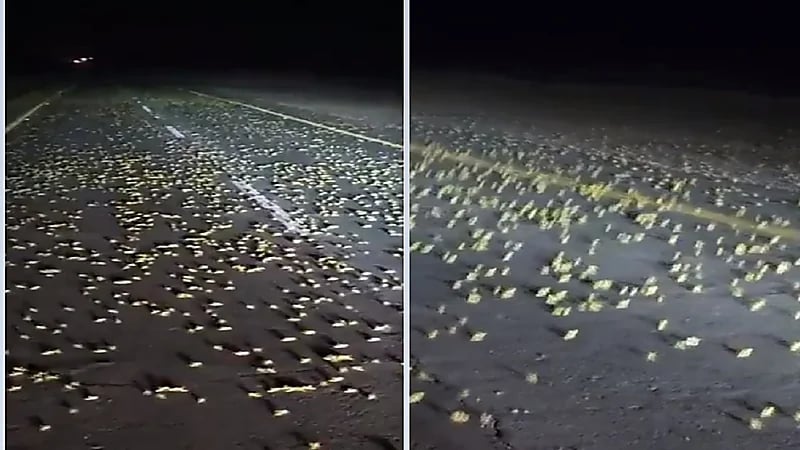 أسراب من الجراد تغطي شوارع عفيف..فيديو