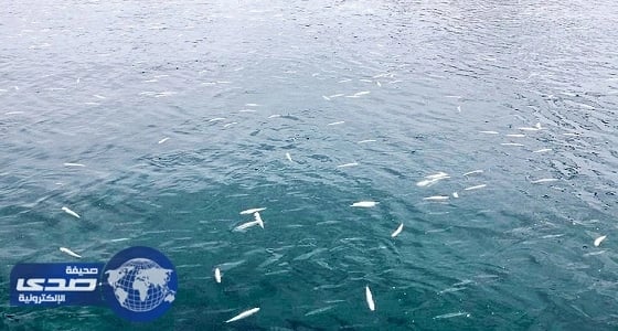 مصادر: شواطئ الشرقية نظيفة ولا قلق من نفوق أسماك سداب والجون