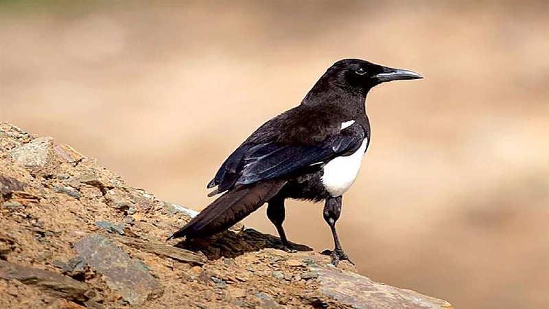 100 ألف ريال غرامة صيد "العقعق" العسيري