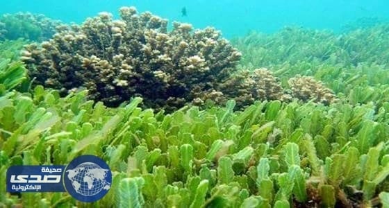 علماء روس يستخرجون البنزين من الطحالب