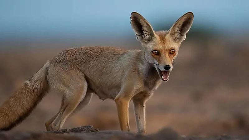 فيديو..السيطرة على ثعلب عربي داخل حي سكني بالجبيل