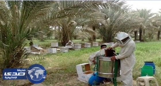 البيئة تطلق إدارة جديدة لخدمة قطاع النحالين