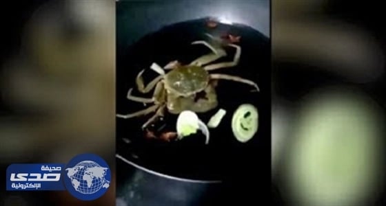 بالفيديو.. كابوريا تتناول مكونات وجبة أثناء طهيها