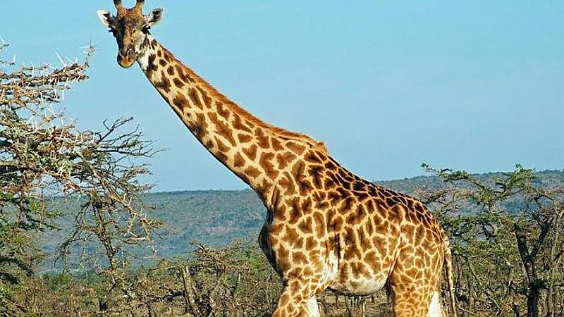 زرافة تنهي حياة طفلة دهسًا وتضع والدتها بحالة حرجة