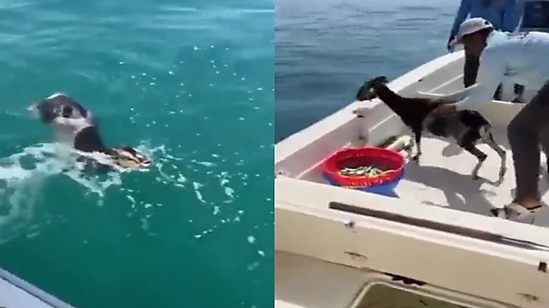 بالفيديو.. شباب يعثرون على تيس وسط البحر أثناء رحلة صيد