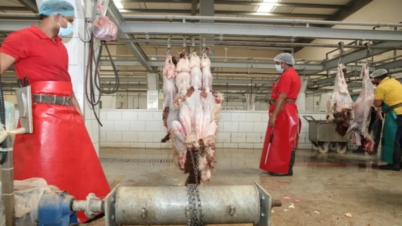 13 شرطًا لذبح الأضاحي في المطابخ الأهلية