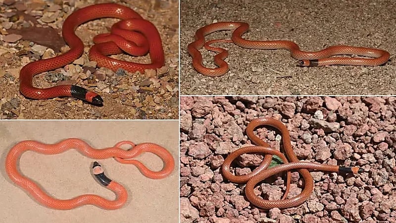 اكتشاف نوع جديد من الثعابين في المملكة .. صورة