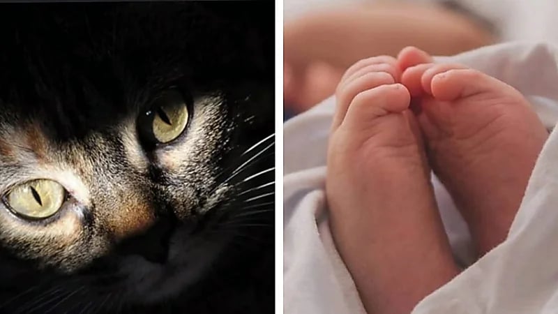 أم تنحر رضيعتها وتتهم قطة بالتهام أجزاء من جسدها