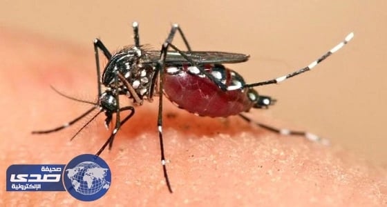 فيروس زيكا قادر على قتل الخلايا السرطانية في مخ البالغين