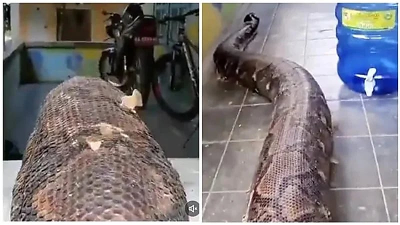 شاهد.. أضخم ثعبان في العالم ابتلع شخصين دفعة واحدة