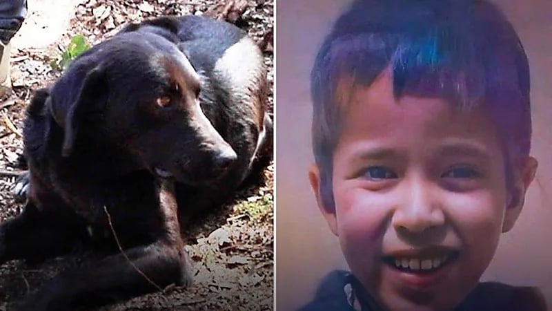 "كلب" وفي يحضر جنازة الطفل ريان ويرفض مغادرة قبره