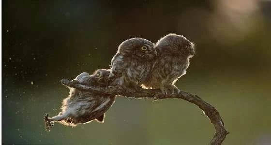 " بومة تدفع عن حقها " تفوز بمسابقة الحياة البرية الكوميدية