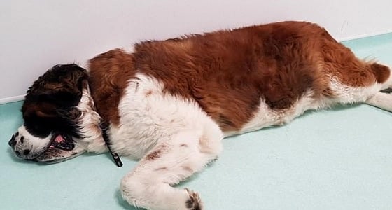 بالصور.. صدمة أطباء بعد فتح بطن كلب