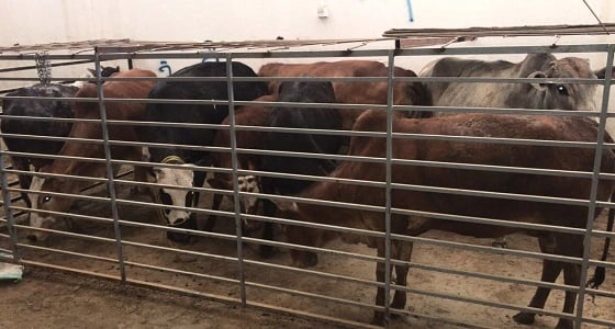 بالصور.. احتجاز أبقار سائبة تسبب الحوادث بخميس مشيط