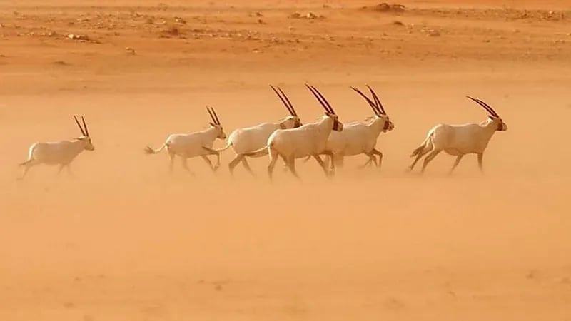 تسجيل محمية عروق بني معارض في قائمة التراث العالمي لمنظمة اليونسكو