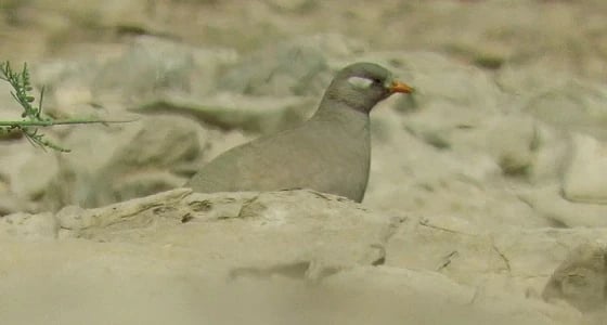 بالفيديو.. الاختلاف بين ذكر وأنثى طيور الحجل الرملي