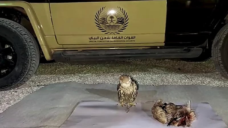 بالفيديو.. ضبط 47 مخالفًا لنظام البيئة في عدد من المناطق