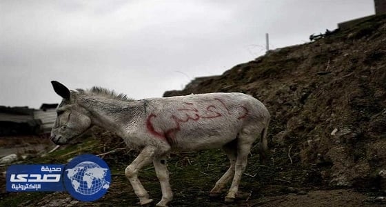 مقتل وإصابة 8 من عناصر " داعش " في انفجار " حمار "