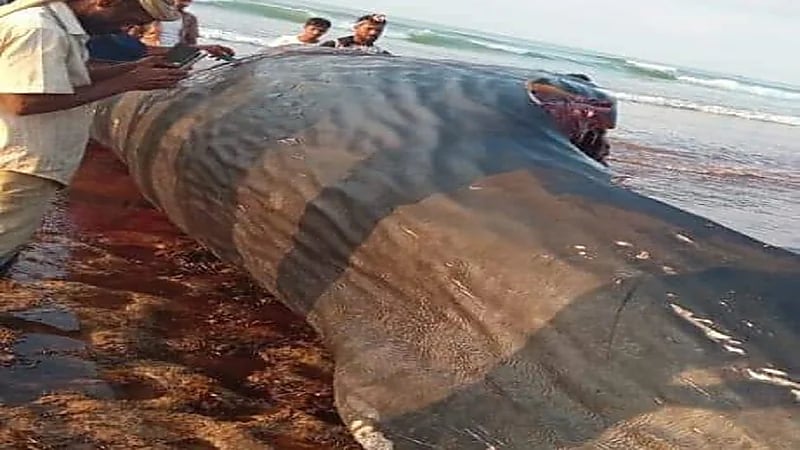 صور..يمنيون يعثرون على كنز ثمين ببطن حوت