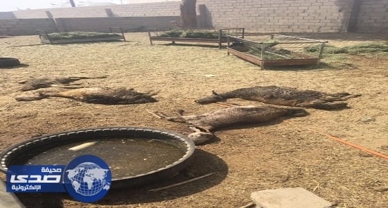 بالصور.. نفوق 25 ماشية بسبب حريق في محول كهرباء ببيشة