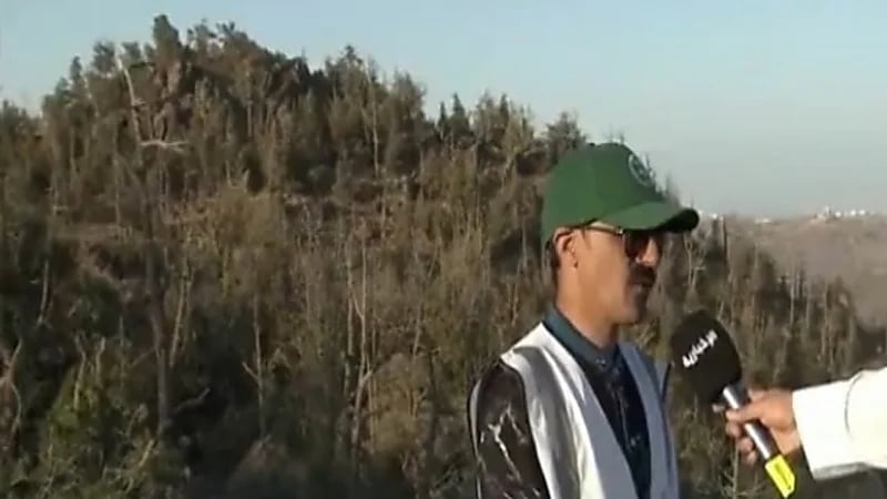 مختص يكشف عن خطة تأهيل الغابات المتضررة من الحرائق "فيديو" 