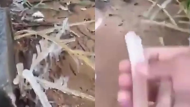 الجليد يغطي الأشجار في طبرجل .. فيديو