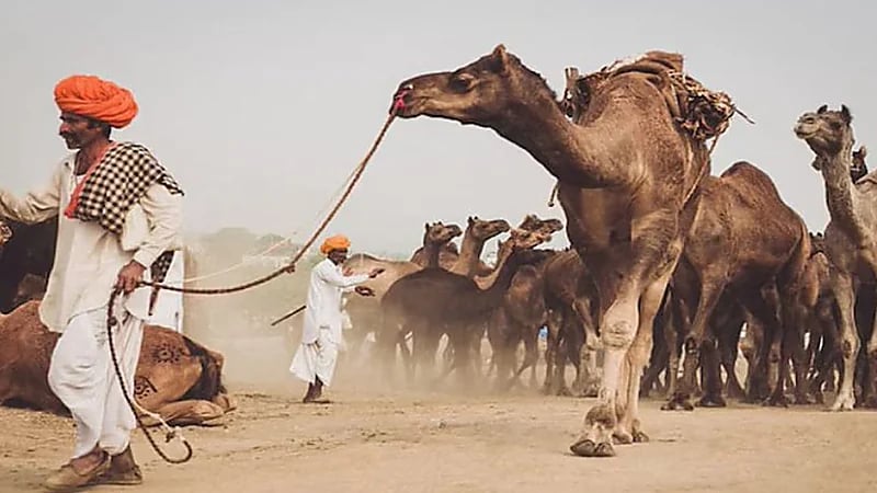 دموع الجِمال تفتح أملًا جديدًا في مكافحة سموم الأفاعي