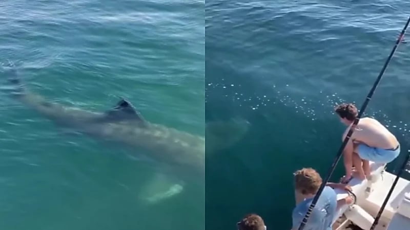 بالفيديو.. لحظة قفز شابان على ظهر سمكة قرش