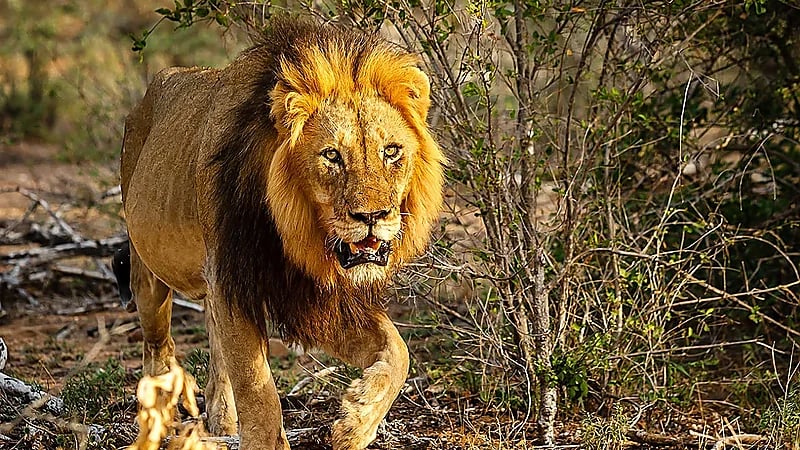 جزائري يشعل مواقع التواصل بعد تبنيه أسدًا نادرًا في منزله .. فيديو