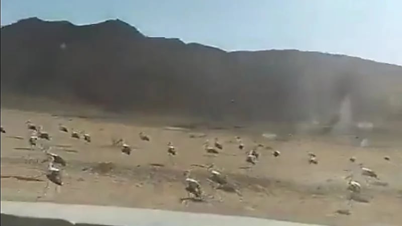 فيديو مُبهج لاكتساء صحراء المملكة بالطيور المهاجرة