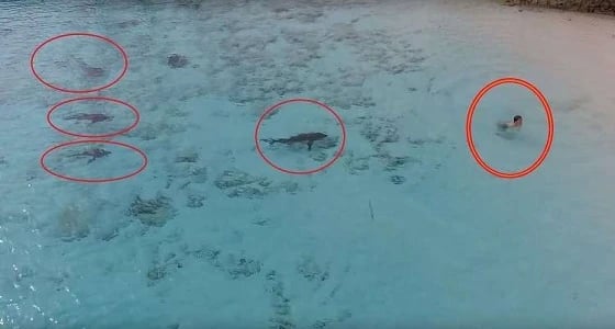 بالفيديو.. انقاذ طفل من هجوم 4 أسماك قرش في اللحظات الأخيرة