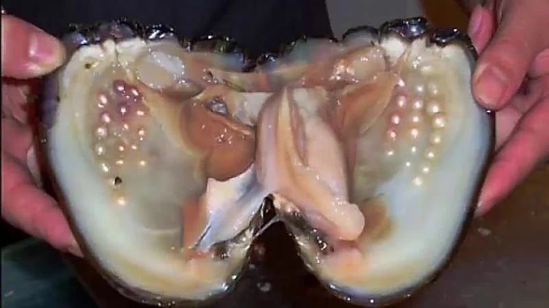 بالفيديو.. مشروع استزراع اللؤلؤ يستهدف 500 ألف محارة في المملكة