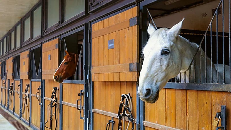 موظفة تسرق الملايين من شركتها بسبب إدمانها للخيول