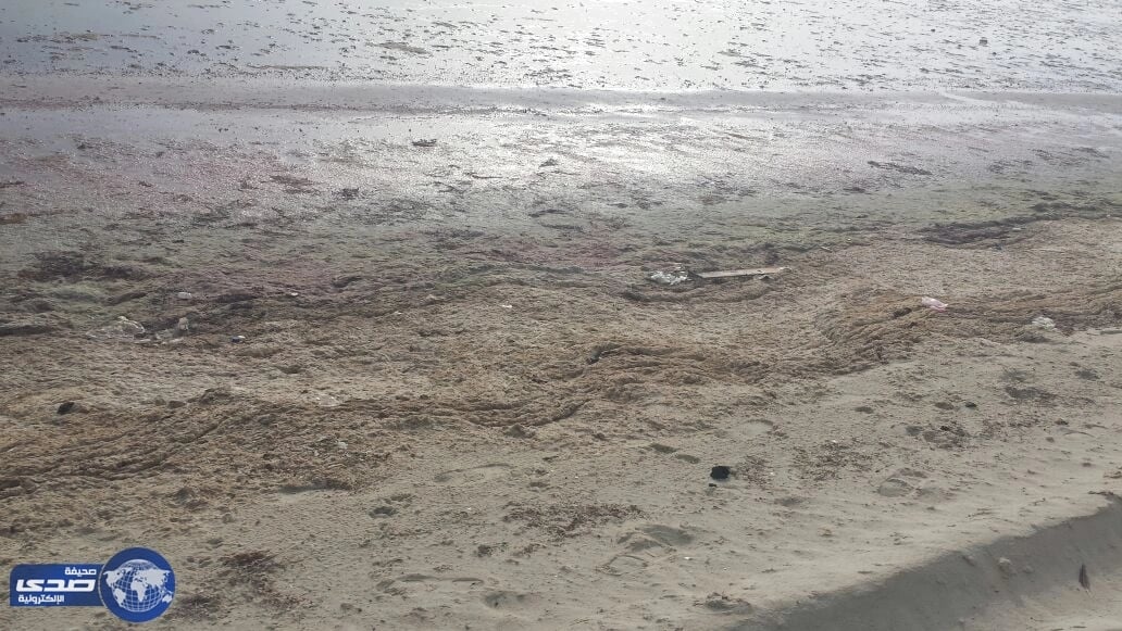 بالصور.. جرس إنذار .. الإهمال يقضي على شاطىء بحر العقير