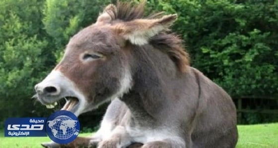 مرافقة «الحمار» تساعد على الخروج من العزلة والانطواء والتخلص من الاكتئاب