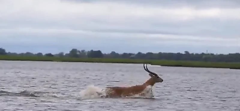 شاهد .. ظبي يسبح بمهارة في نهر عميق هربا من تمساح