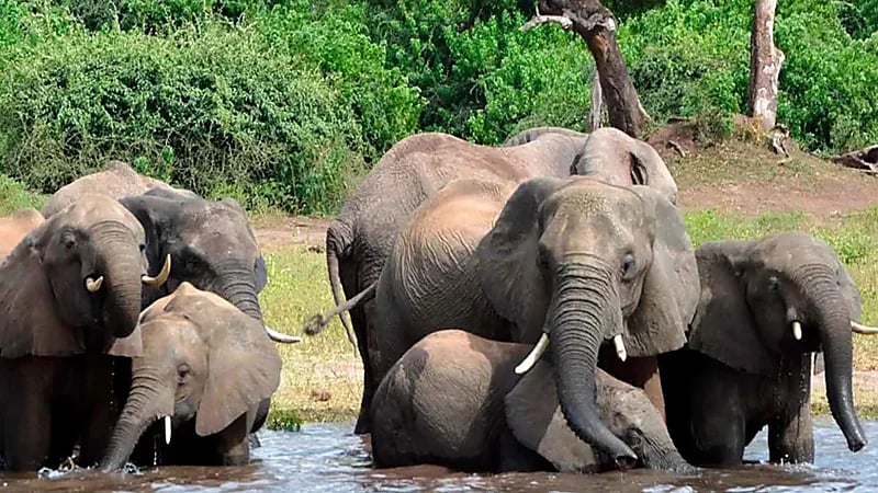 زيمبابوي توافق على التخلص من 50 فيلًا في محمية طبيعية
