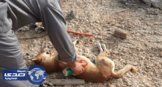 تسميم الكلاب في الطائف تشعل الغضب على تويتر