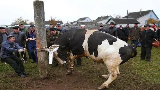 بالفيديو.. عجل يهرب إلى الشارع خشية من ذبحه في العيد