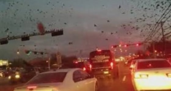 بالفيديو.. آلآف الطيور تحلق في سماء مدينة أمريكية بطريقة غريبة