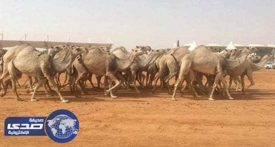 استعراض7 منقيات من الإبل في لوني " الشقح والحمر " بفئة 100 في مهرجان المزاين