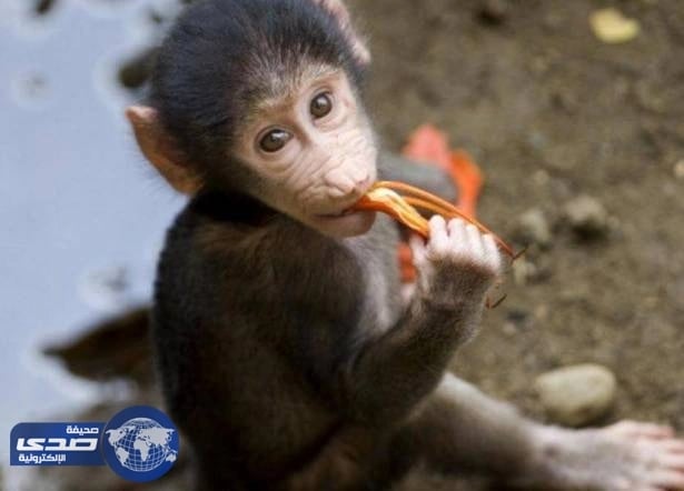 قرد يٌغرق مدينة سياحية في ظلام دامس